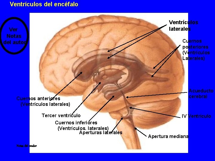 Ventrículos del encéfalo Ventrículos laterales Ver Notas del autor Cuernos posteriores (Ventrículos Laterales) Acueducto Ventrículos del encéfalo Ventrículos laterales Ver Notas del autor Cuernos posteriores (Ventrículos Laterales) Acueducto