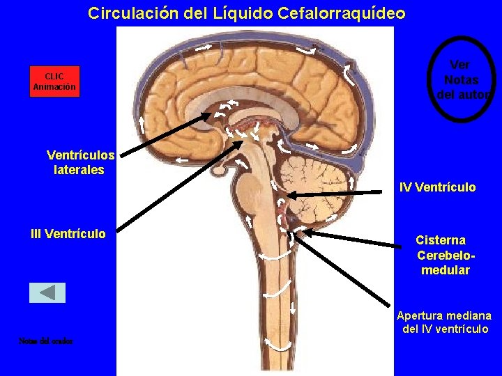 Circulación del Líquido Cefalorraquídeo CLIC Animación Ver Notas del autor Ventrículos laterales IV Ventrículo Circulación del Líquido Cefalorraquídeo CLIC Animación Ver Notas del autor Ventrículos laterales IV Ventrículo