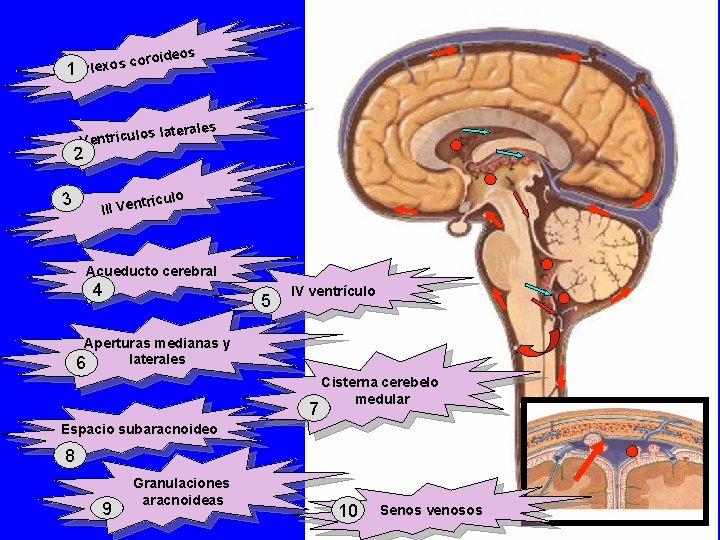 1 cor Plexos oideos s laterales Ventrículo 2 3 trículo III Ven Acueducto cerebral 1 cor Plexos oideos s laterales Ventrículo 2 3 trículo III Ven Acueducto cerebral