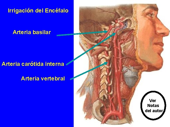 Irrigación del Encéfalo Arteria basilar Arteria carótida interna Arteria vertebral Ver Notas del autor Irrigación del Encéfalo Arteria basilar Arteria carótida interna Arteria vertebral Ver Notas del autor