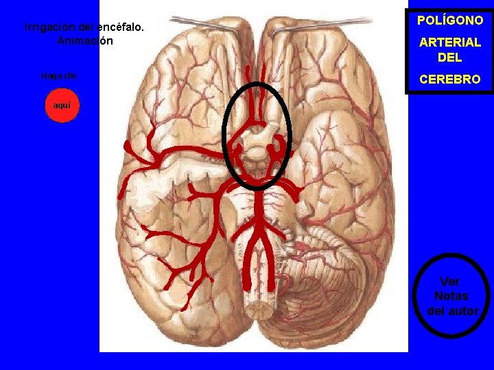 Irrigación del encéfalo. Animación Haga clic POLÍGONO ARTERIAL DEL CEREBRO aquí Ver Notas del Irrigación del encéfalo. Animación Haga clic POLÍGONO ARTERIAL DEL CEREBRO aquí Ver Notas del