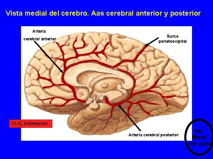 Vista medial del cerebro. Aas cerebral anterior y posterior. Arteria cerebral anterior Surco parietoocipital Vista medial del cerebro. Aas cerebral anterior y posterior. Arteria cerebral anterior Surco parietoocipital
