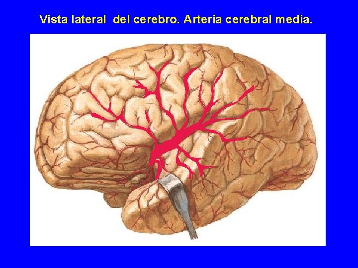 Vista lateral del cerebro. Arteria cerebral media. Vista lateral del cerebro. Arteria cerebral media.