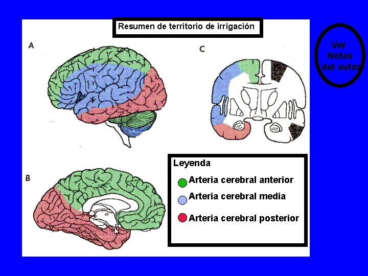 Resumen de territorio de irrigación Ver Notas del autor Leyenda Arteria cerebral anterior Arteria Resumen de territorio de irrigación Ver Notas del autor Leyenda Arteria cerebral anterior Arteria