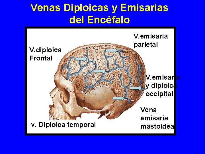 Venas Diploicas y Emisarias del Encéfalo V. diploica Frontal V. emisaria parietal V. emisaria Venas Diploicas y Emisarias del Encéfalo V. diploica Frontal V. emisaria parietal V. emisaria