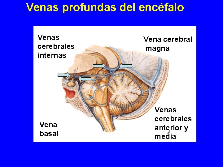 Venas profundas del encéfalo Venas cerebrales internas Vena basal Vena cerebral magna Venas cerebrales Venas profundas del encéfalo Venas cerebrales internas Vena basal Vena cerebral magna Venas cerebrales