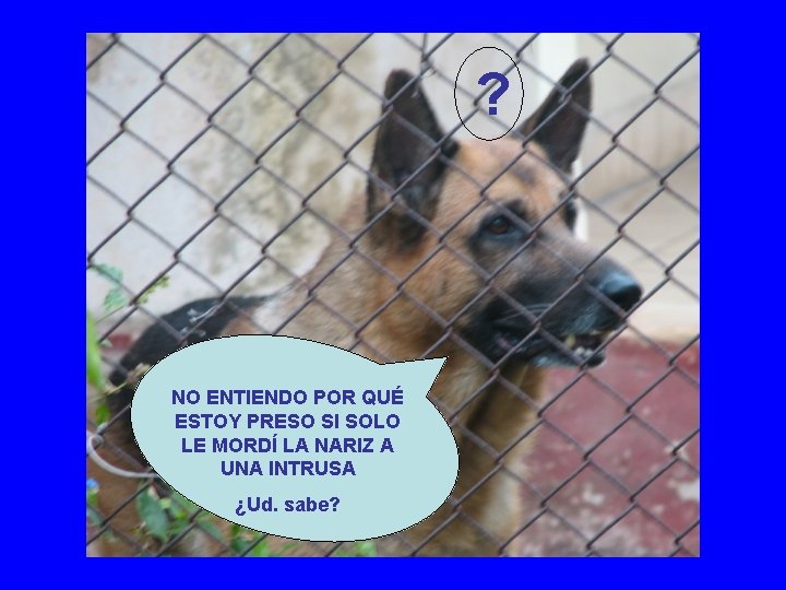 ? NO ENTIENDO POR QUÉ ESTOY PRESO SI SOLO LE MORDÍ LA NARIZ A ? NO ENTIENDO POR QUÉ ESTOY PRESO SI SOLO LE MORDÍ LA NARIZ A