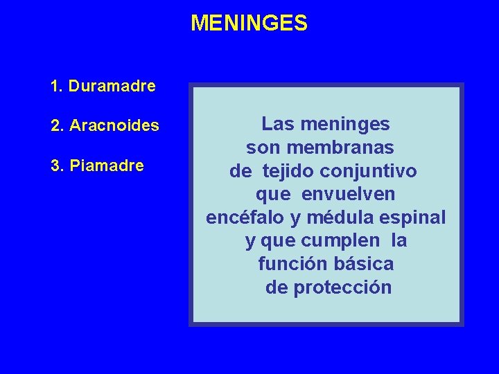 MENINGES 1. Duramadre 2. Aracnoides 3. Piamadre Las meninges son membranas de tejido conjuntivo MENINGES 1. Duramadre 2. Aracnoides 3. Piamadre Las meninges son membranas de tejido conjuntivo