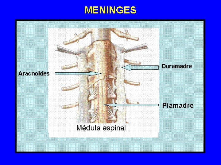 MENINGES MENINGES