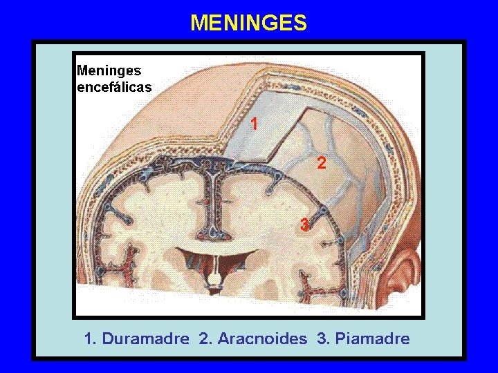 MENINGES MENINGES
