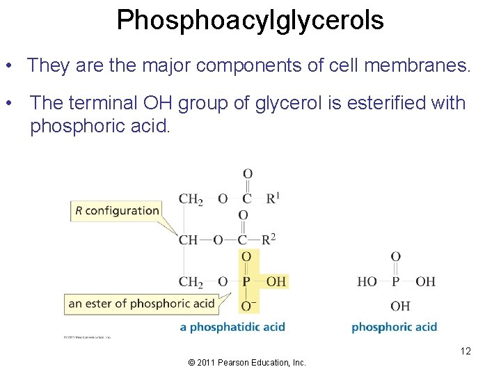 Phosphoacylglycerols • They are the major components of cell membranes. • The terminal OH