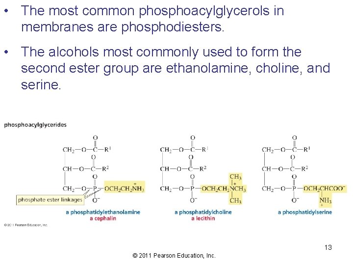  • The most common phosphoacylglycerols in membranes are phosphodiesters. • The alcohols most