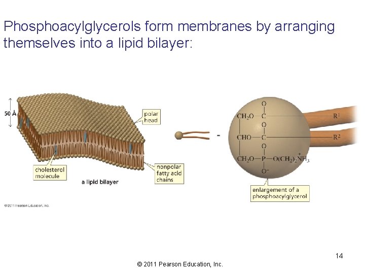 Phosphoacylglycerols form membranes by arranging themselves into a lipid bilayer: 14 © 2011 Pearson