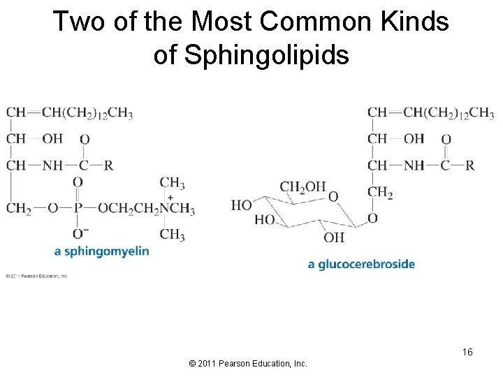 Two of the Most Common Kinds of Sphingolipids 16 © 2011 Pearson Education, Inc.