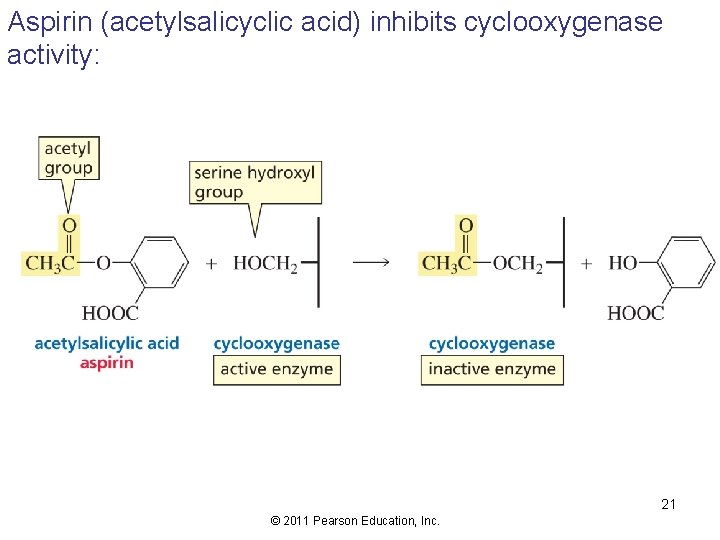 Aspirin (acetylsalicyclic acid) inhibits cyclooxygenase activity: 21 © 2011 Pearson Education, Inc. 