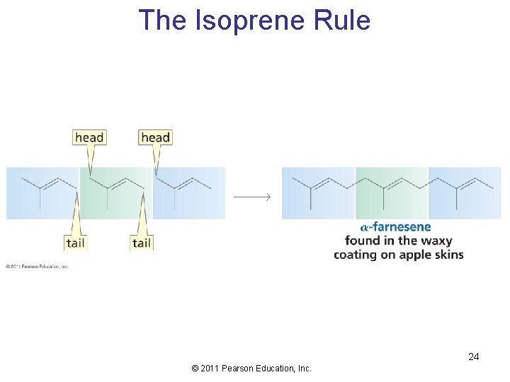 The Isoprene Rule 24 © 2011 Pearson Education, Inc. 