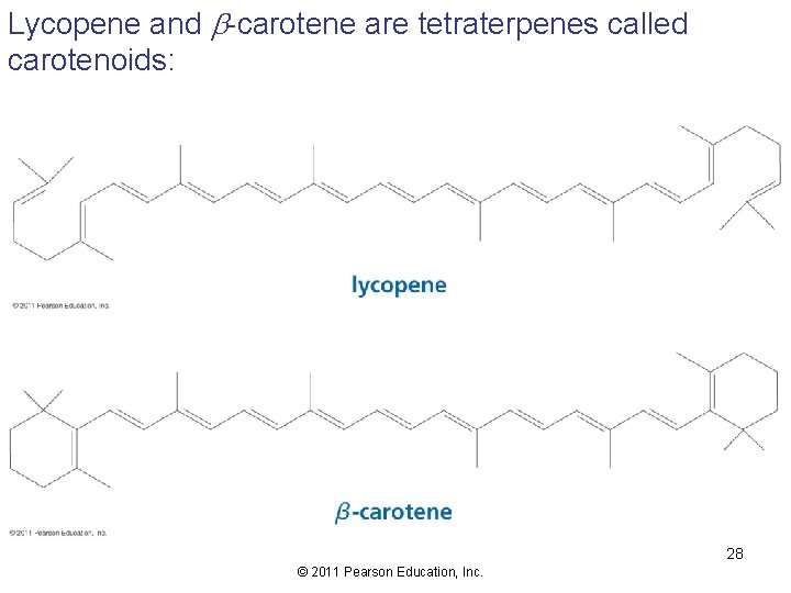 Lycopene and b-carotene are tetraterpenes called carotenoids: 28 © 2011 Pearson Education, Inc. 