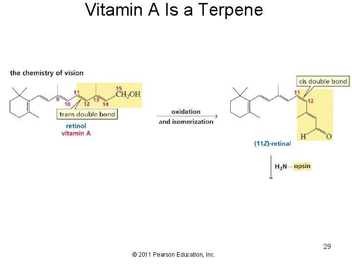 Vitamin A Is a Terpene 29 © 2011 Pearson Education, Inc. 
