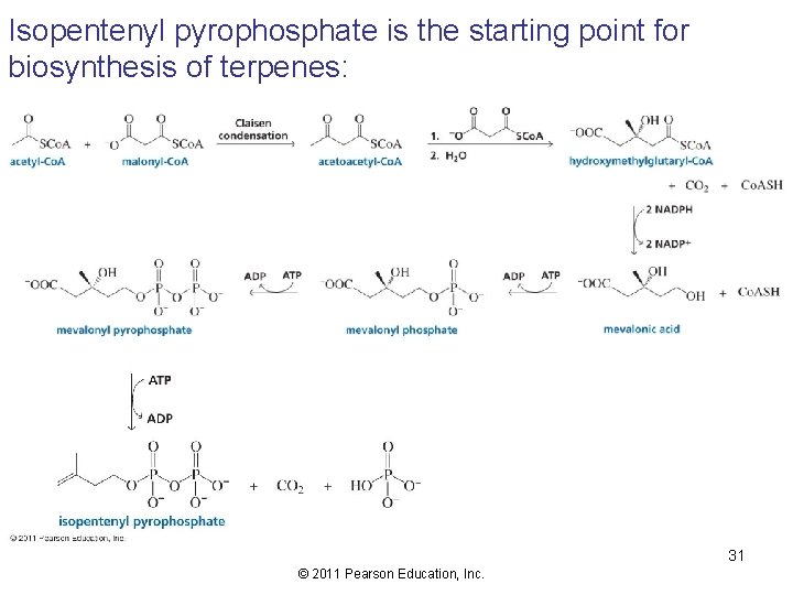 Isopentenyl pyrophosphate is the starting point for biosynthesis of terpenes: 31 © 2011 Pearson
