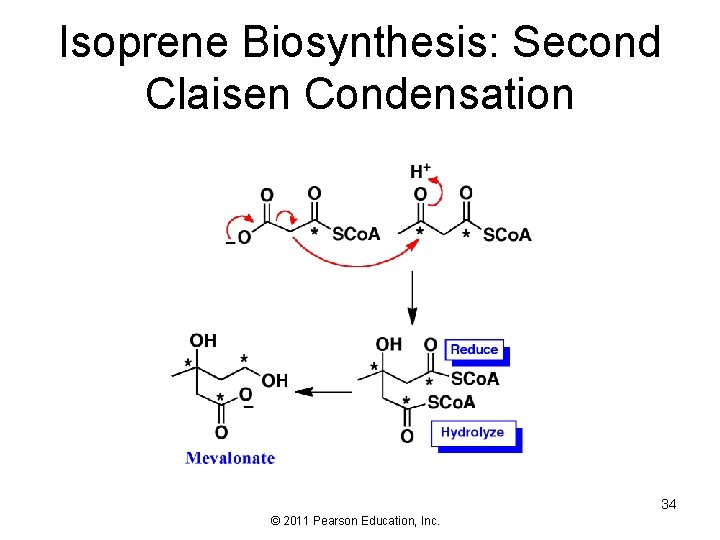 Isoprene Biosynthesis: Second Claisen Condensation 34 © 2011 Pearson Education, Inc. 