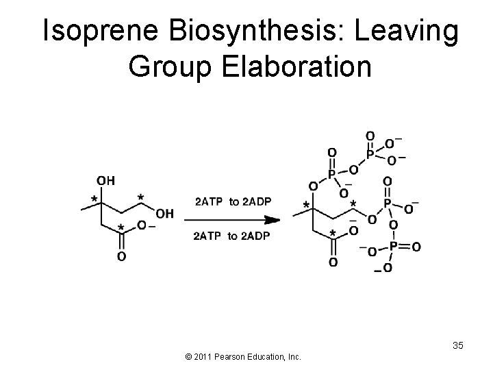 Isoprene Biosynthesis: Leaving Group Elaboration 35 © 2011 Pearson Education, Inc. 