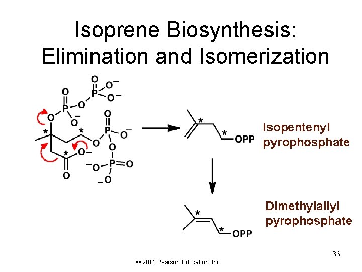 Isoprene Biosynthesis: Elimination and Isomerization Isopentenyl pyrophosphate Dimethylallyl pyrophosphate 36 © 2011 Pearson Education,