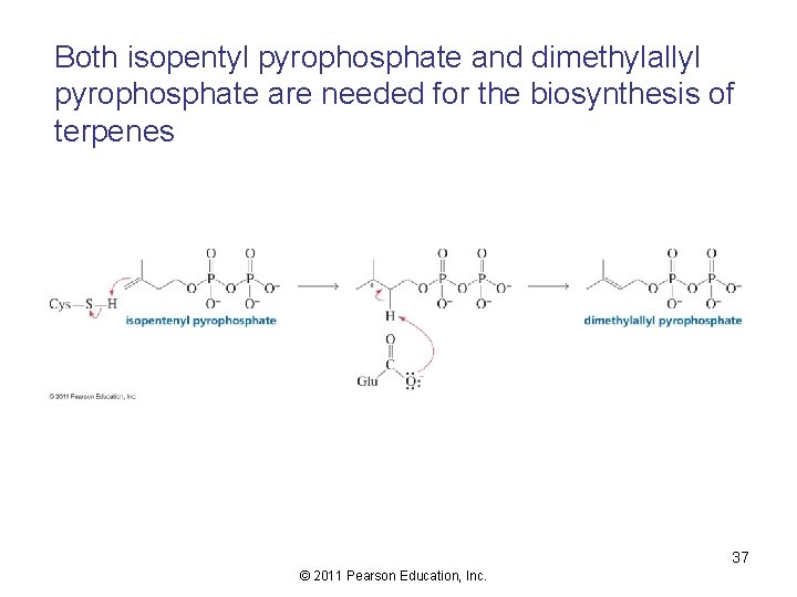 Both isopentyl pyrophosphate and dimethylallyl pyrophosphate are needed for the biosynthesis of terpenes 37