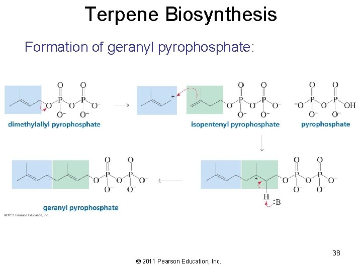 Terpene Biosynthesis Formation of geranyl pyrophosphate: 38 © 2011 Pearson Education, Inc. 