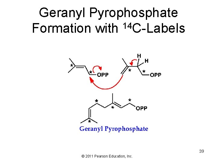 Geranyl Pyrophosphate Formation with 14 C-Labels 39 © 2011 Pearson Education, Inc. 