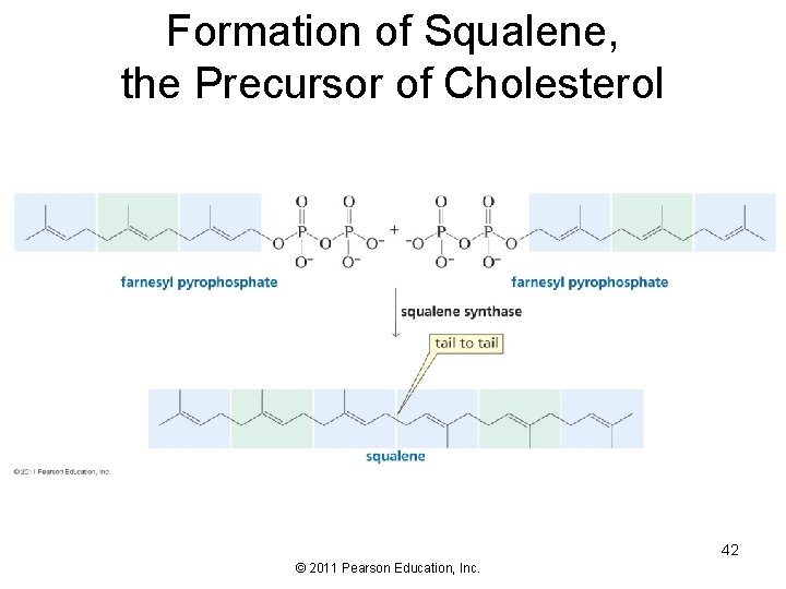Formation of Squalene, the Precursor of Cholesterol 42 © 2011 Pearson Education, Inc. 