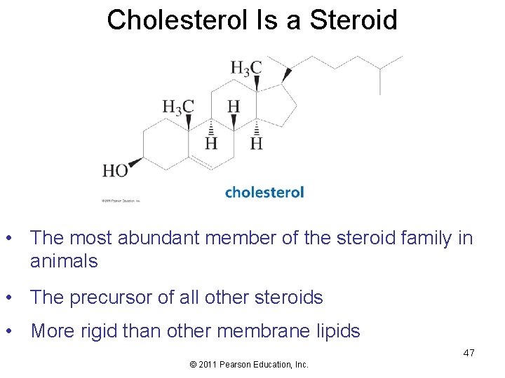Cholesterol Is a Steroid • The most abundant member of the steroid family in