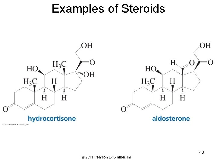 Examples of Steroids 48 © 2011 Pearson Education, Inc. 