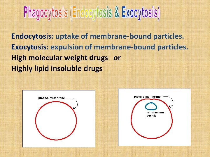 Endocytosis: uptake of membrane-bound particles. Exocytosis: expulsion of membrane-bound particles. High molecular weight drugs