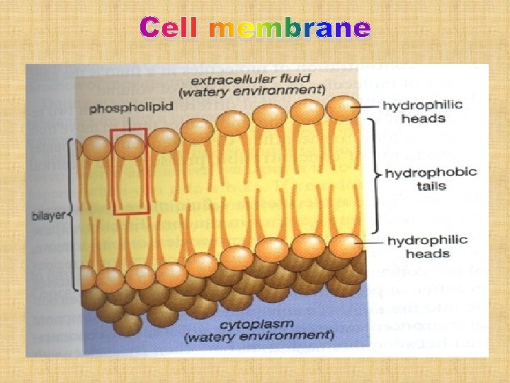 Cell membrane 