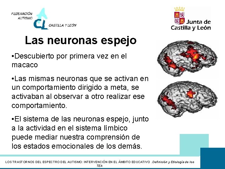 Las neuronas espejo • Descubierto por primera vez en el macaco • Las mismas