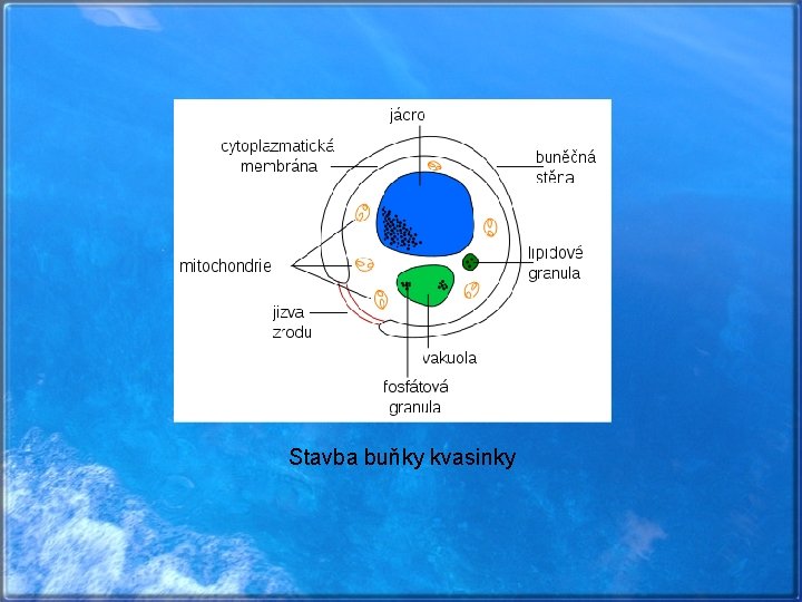 Stavba buňky kvasinky 