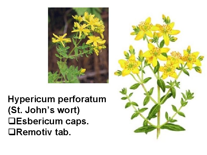 Hypericum perforatum (St. John’s wort) q. Esbericum caps. q. Remotiv tab. 