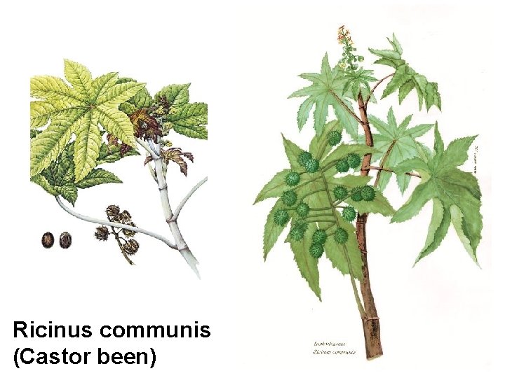 Ricinus communis (Castor been) 