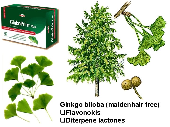 Ginkgo biloba (maidenhair tree) q. Flavonoids q. Diterpene lactones 