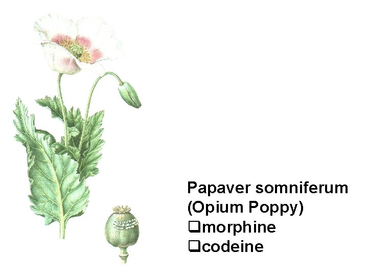 Papaver somniferum (Opium Poppy) qmorphine qcodeine 