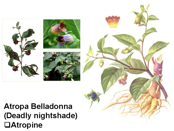 Atropa Belladonna (Deadly nightshade) q. Atropine 