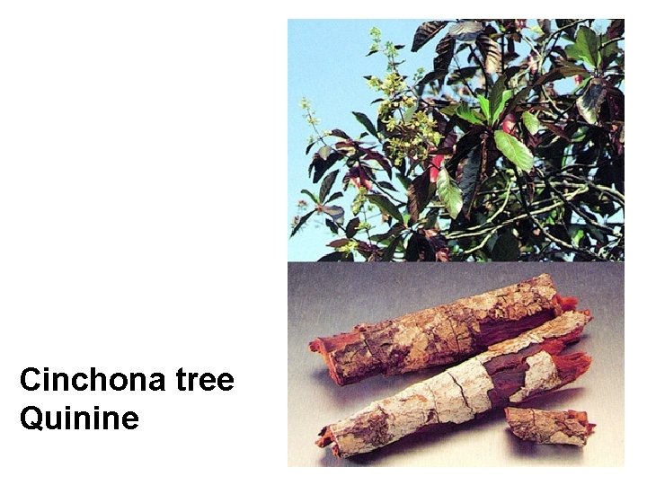 Cinchona tree Quinine 