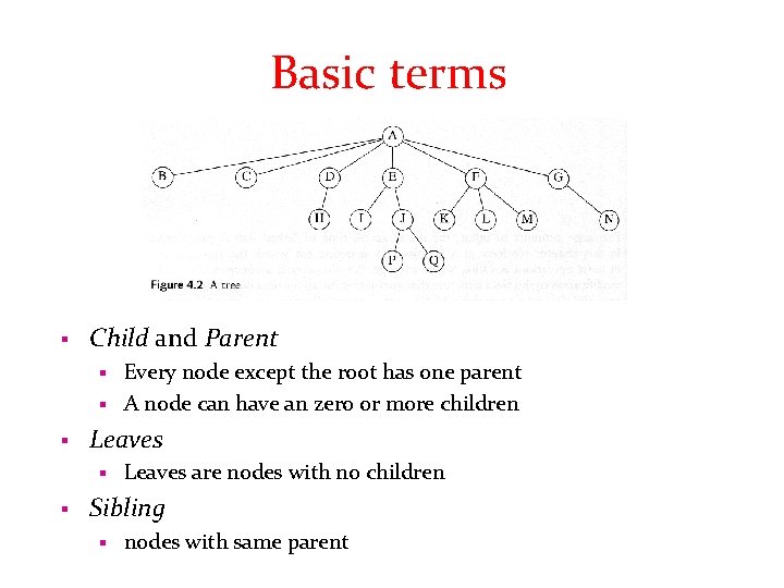 Basic terms § Child and Parent Every node except the root has one parent