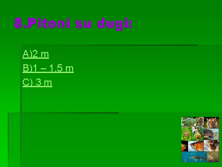 8. Pitoni su dugi: A)2 m B)1 – 1, 5 m C) 3 m