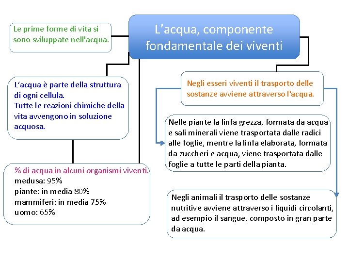 Le prime forme di vita si sono sviluppate nell'acqua. L’acqua, componente fondamentale dei viventi