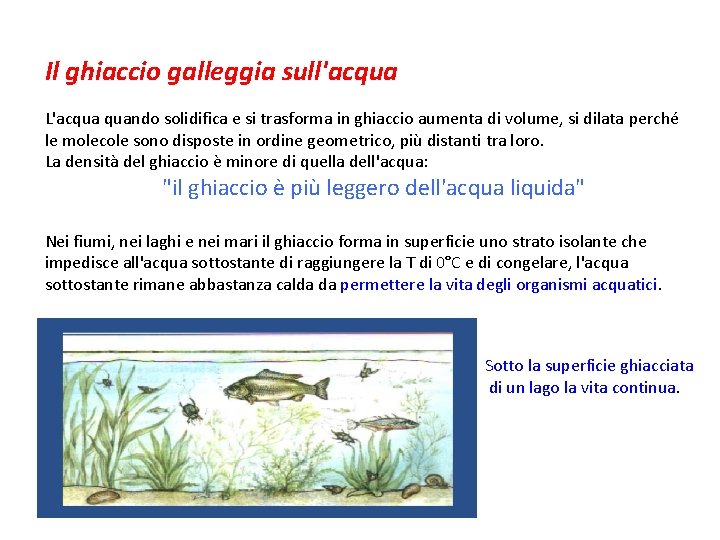 Il ghiaccio galleggia sull'acqua L'acqua quando solidifica e si trasforma in ghiaccio aumenta di