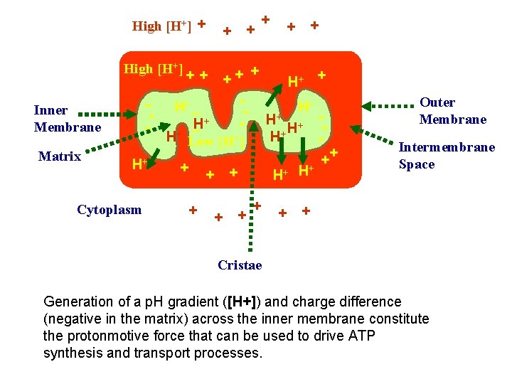 High [H+] + + + High [H+] Inner Membrane Matrix + + ++ +