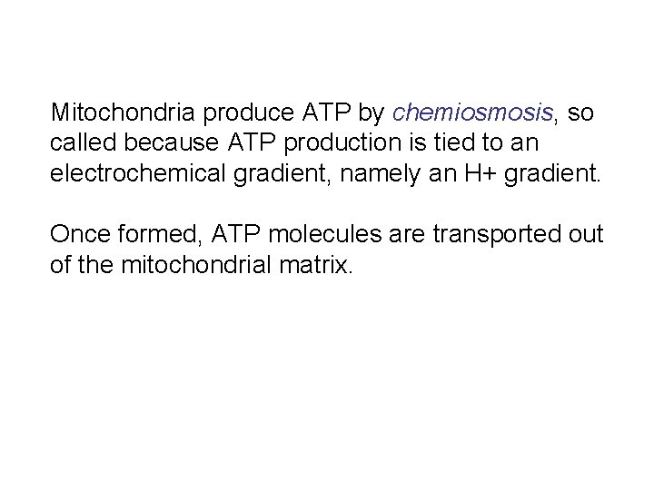 Mitochondria produce ATP by chemiosmosis, so called because ATP production is tied to an Mitochondria produce ATP by chemiosmosis, so called because ATP production is tied to an