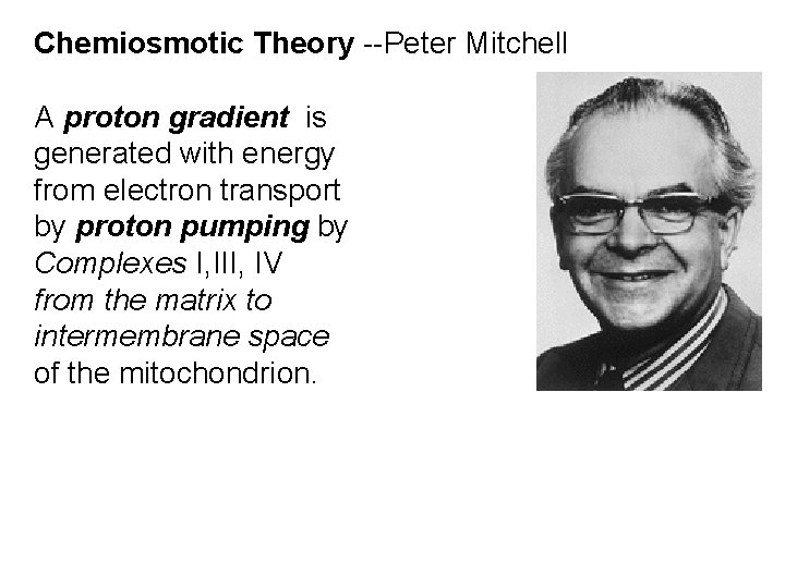 Chemiosmotic Theory --Peter Mitchell A proton gradient is generated with energy from electron transport Chemiosmotic Theory --Peter Mitchell A proton gradient is generated with energy from electron transport