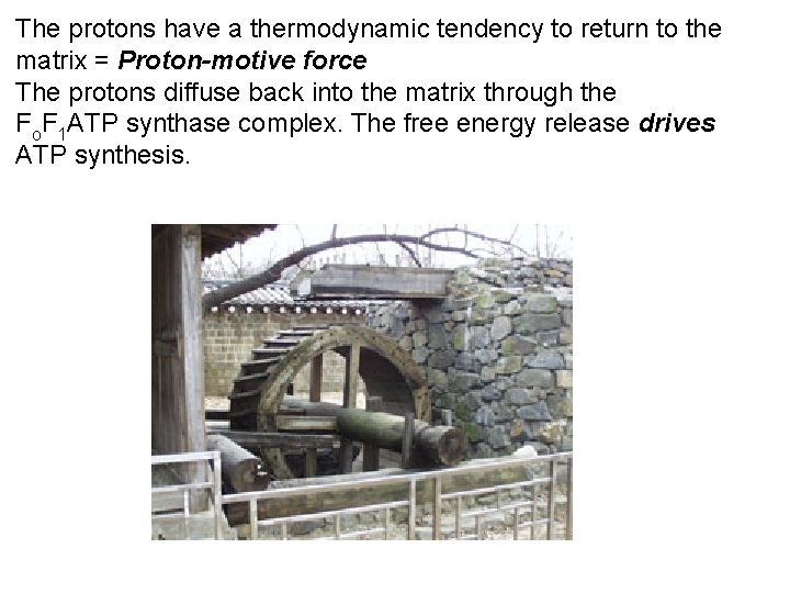 The protons have a thermodynamic tendency to return to the matrix = Proton-motive force The protons have a thermodynamic tendency to return to the matrix = Proton-motive force